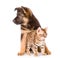 Bengal kitten and german shepherd puppy dog sitting together. isolated