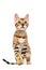 Bengal kitten goes and looks forward