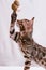 A Bengal kitten has caught the toy and is holding it with its claws. A small predator hunts. Vertical format
