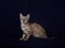 bengal kitten of linx color on a blue background