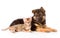 Bengal kitten lying with german shepherd puppy dog. isolated