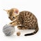 bengal kitten playing with ball isolated white background