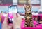 Bengal kitten posing for a girl with a cell phone. Tabby bengal kitten with green eyes