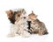 Bengal kitten sniffing Biewer-Yorkshire terrier puppy. isolated