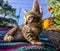 Bengal Kitten staring at the sun with sharp eyes .