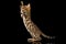 Bengal Kitty Stands and Raising Up Paws on Black