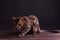 Bengal leopard cat on wooden table, black background, low key