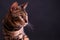 Bengal leopard cat on wooden table, black background, low key