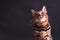 Bengal leopard cat on wooden table, black background, low key