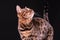 Bengal leopard cat on wooden table, black background, low key