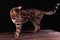 Bengal leopard cat on wooden table, black background, low key