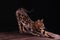 Bengal leopard cat on wooden table, black background, low key