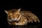 Bengal Male Cat Lying and Looking Frowning in Camera on isolated Black Background