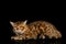 Bengal Male Cat Lying and Looking Frowning in Camera on isolated Black Background