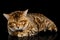 Bengal Male Cat Lying and Looking Frowning in Camera on isolated Black Background