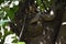 Bengal moniter lizard