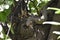 Bengal moniter lizard