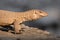 Bengal monitor or Indian monitor lizard or Varanus bengalensis during safari at Ranthambore