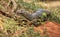 Bengal Monitor Lizard in the rainforest. Varanus bengalensis