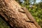Bengal monitor lizard Varanus bengalensis. Reptile varan resting on big tree in jungle of Sri Lanka. Common Indian monitor.