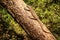 Bengal monitor lizard Varanus bengalensis. Reptile varan resting on big tree in jungle of Sri Lanka. Common Indian monitor.