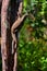 Bengal monitor & x28;Varanus bengalensis& x29; or common Indian monito, resting on a tree in Wilpattu National Park, Sri Lanka