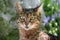 Bengal pedigree cat sitting outdoors in woods