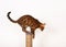 Bengal pet cat jumping from scratching post