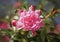 Bengal rose -  China Rose
