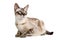 Bengal Siamese Cat On Isolated Transparent Background, Png. Generative AI