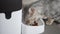 Bengal silver spotted cat eats dry food from automatic feeder