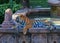 Bengal Tiger at Animal Kingdom