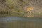 A bengal tiger approaching towards a water hole inside a forest