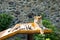 Bengal tiger basks in the sun after hunting