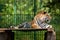 Bengal tiger chilling out