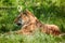 Bengal tiger chilling out