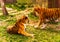 Bengal tiger. Chinese New Year 2022 simbol. Beautiful bengal tigers at zoo. Detailed portrait of a Benegal Tiger