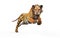 Bengal Tiger with Clipping Path.