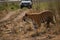 Bengal tiger crossing track with jeep behind