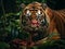 Bengal tiger eating their fresh meat