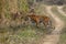 Bengal Tiger entering the Grass