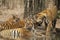 Bengal tiger family at Tadoba National Park