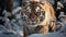 Bengal tiger, fierce and majestic, walks through snowy forest generated by AI