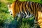 The Bengal tiger has the largest canines in the cat family.