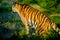 The Bengal tiger has the largest canines in the cat family.