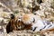 Bengal Tiger  lies on a stone rock