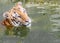 Bengal Tiger looking at you