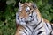 Bengal tiger in lush green jungle morning closeup in India