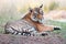 Bengal tiger lying lazy in the grass - national park ranthambhore in india