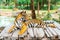 Bengal tiger lying wood
